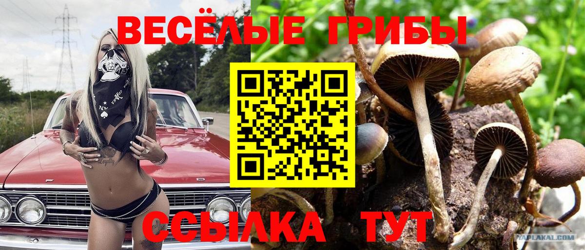 Псилоцибиновые грибы Cubensis  Вход с VPN  Галлюциногенные грибы Cubensis  Канск 