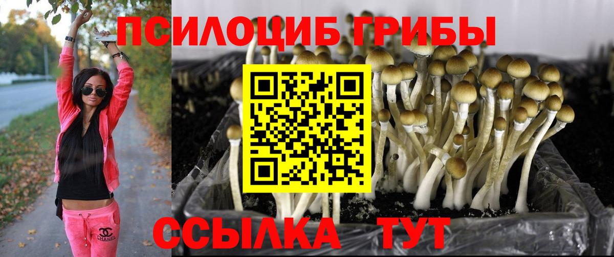 Псилоцибиновые грибы Cubensis Канск